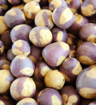 Laker Bakers Potatoes from Weiser Family Farms 2lbs