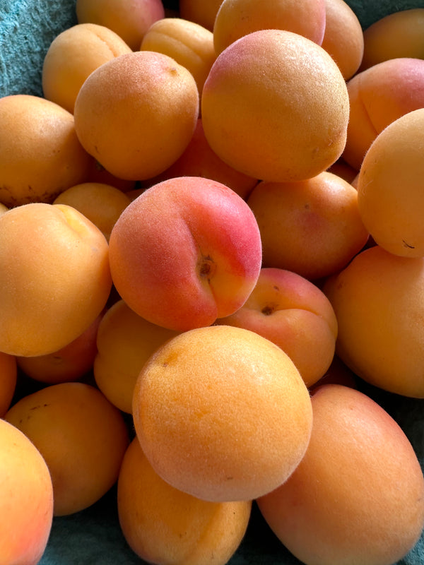 Golden Sweet Apricots from Murray Family Farms 2lbs Certified Organic