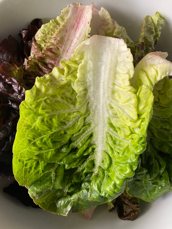 Little Gem Lettuce from Country Fresh Herbs