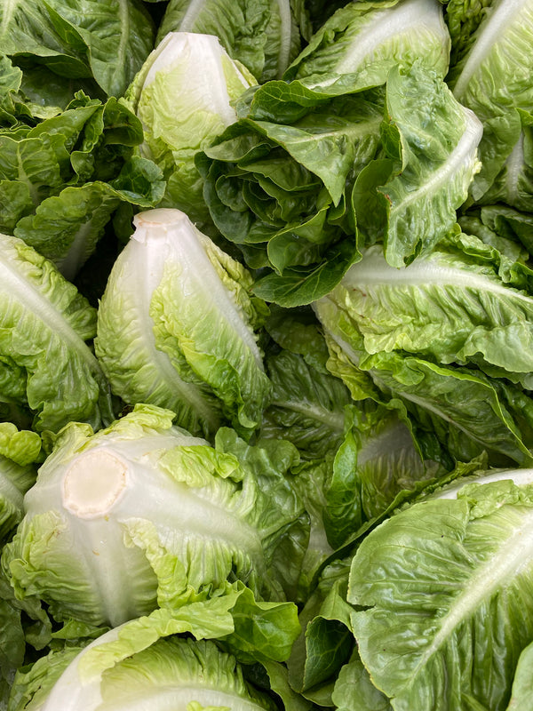 Organic Little Gem Lettuce from The Garden Of..