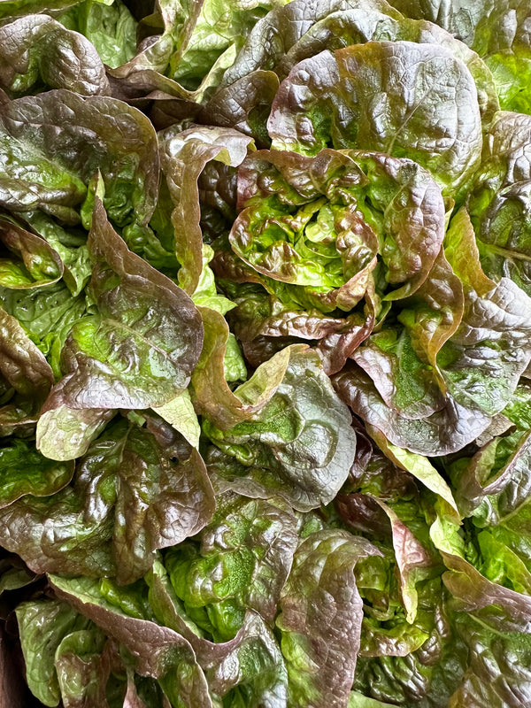 French Butter Lettuce from Garden Of