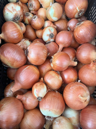 Organic Texas Early Onions from Apricot Lane Farms 1 pound