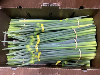 Organic Leek Scapes from Mt Vernon Washington 1 bunch