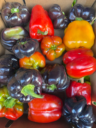 Bell Pepper Certified Organic from Tutti Frutti - green red purple- 2lbs