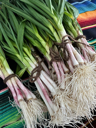 Green Garlic from Windrose Farms 1 bunch