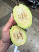 Feijoa or Pineapple Guava from Rincon Tropics 1lb