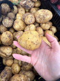 Organic Yukon Gold Potatoes from Finley Farms 2lbs