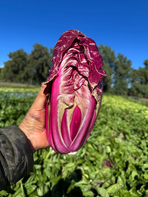Organic Costa Rossa Radicchio from Garden Of 2 units