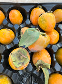 Hachiya Persimmon 1lb Country Rhodes Farm