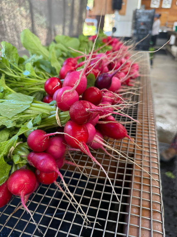 Organic Cherry Bell Radishes from Apricot Lane Farms 1 bunch