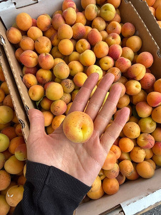 Blenheim Apricots from Cirone Farms 2lbs