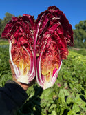 Organic Costa Rossa Radicchio from Garden Of 2 units