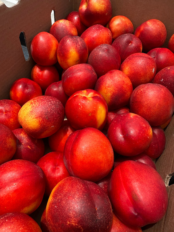 Organic Yellow Nectarines from Murray Family Farms- 2lbs
