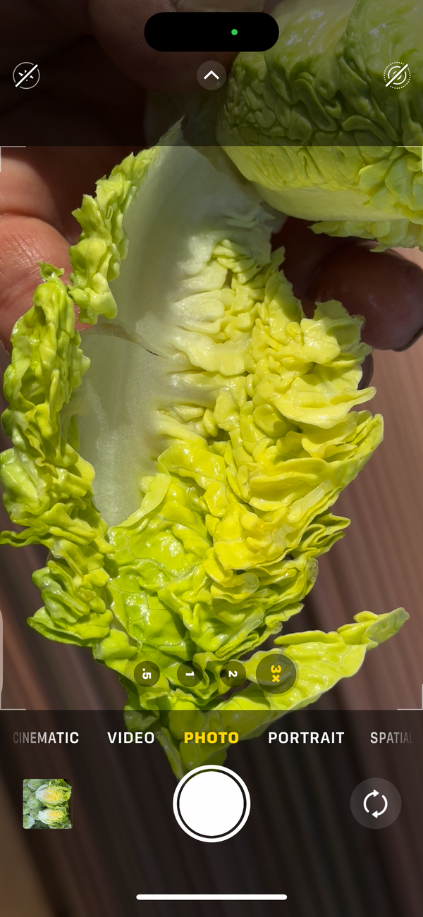Organic Debby’s Green Little Gem Lettuce from Garden Of - 3 units