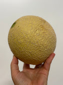 Sugarcube Melon from Weiser Family Farms - 1 unit