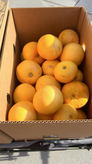Ruby Grapefruit from Apricot Lane Farms 2lbs Certified Organic Biodynamic
