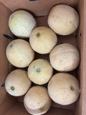 Sugarcube Melon from Weiser Family Farms - 1 unit