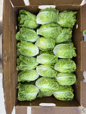 Organic Debby’s Green Little Gem Lettuce from Garden Of - 3 units