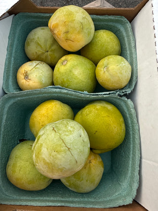 White Sapote from Fallbrook - 2lbs