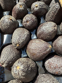 Organic Hass Avocado from JJ Lonedaughter - 1 unit