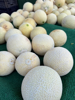 Bonny Melon from Weiser Family Farms 1 unit