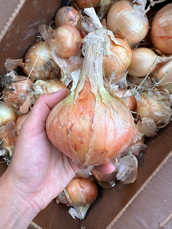 Organic Yellow and White Onion from Finley Farms - 2 units