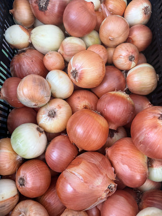 Organic Calibra Onions from Apricot Lane Farms 1 pound
