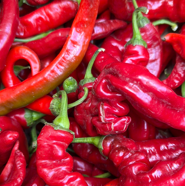 Jimmy Nardelo Peppers from HER Produce- 2lbs