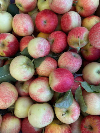 Gala Apples from See Canyon 2lbs