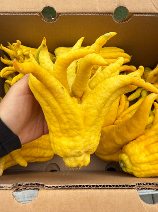 Organic Buddha’s Hand from Murray Family Farms 1 unit