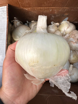 Organic Yellow, White and Red Onions with Tops from Finley Farms - 3 units