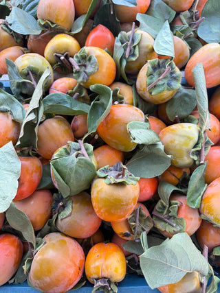 Hachiya Persimmon 1lb Country Rhodes Farm
