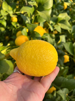Organic Lisbon Lemon from Burkart Organics 1 pound
