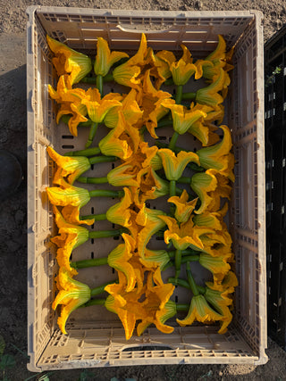 Organic Baby Zucchini with Blossom from Frecker Farms - 1 unit