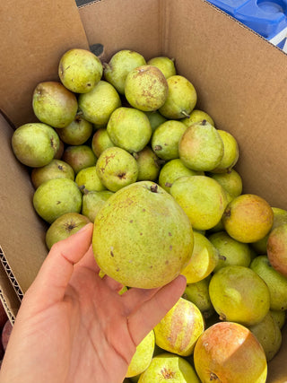 Comice Pear from HA’s Orchard 1 pound
