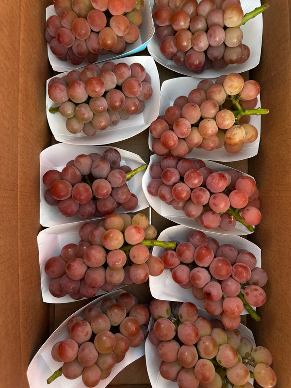 Magical Grapes - Shine Muscat Shinano Smile and Black Beat