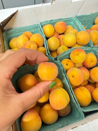 Organic Blenheim Apricots from Murray Family Farms 1 pint
