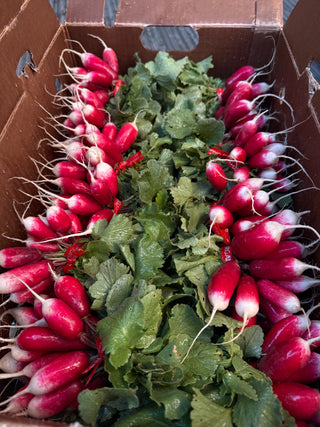Organic Breakfast Radish from Garden Of 1 unit