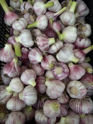 Young Garlic from HER Produce - 1 unit