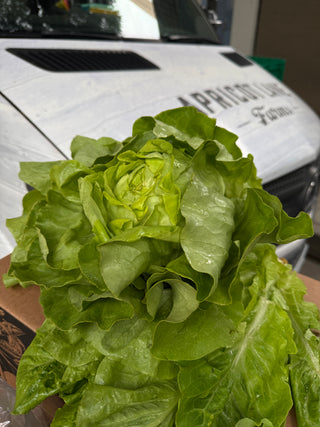 Mixed Organic Lettuce from Apricot Lane Farms
