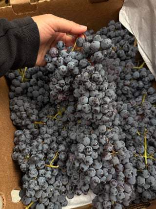 Thomcord Grapes Seedless from Country Rhodes Family Farms 2lbs
