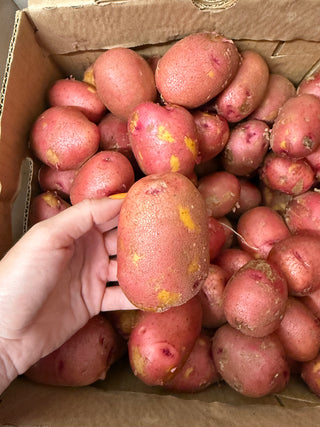 Carla Rosa Potatoes from Weiser Family Farms 2lbs