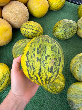 Piel de Sapo melon from Weiser Family Farms 1 unit