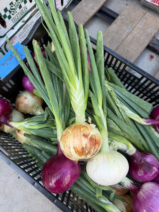 Organic Yellow, White and Red Onions with Tops from Finley Farms - 3 units