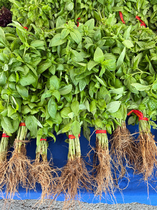 Organic Basil from Garden Of 1 bunch