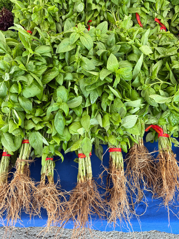 Organic Basil from Garden Of 1 bunch