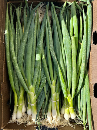 Green Onions from Garden Of certified organic