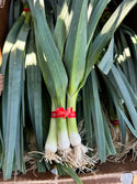 Baby Leeks Frecker Farms Organic
