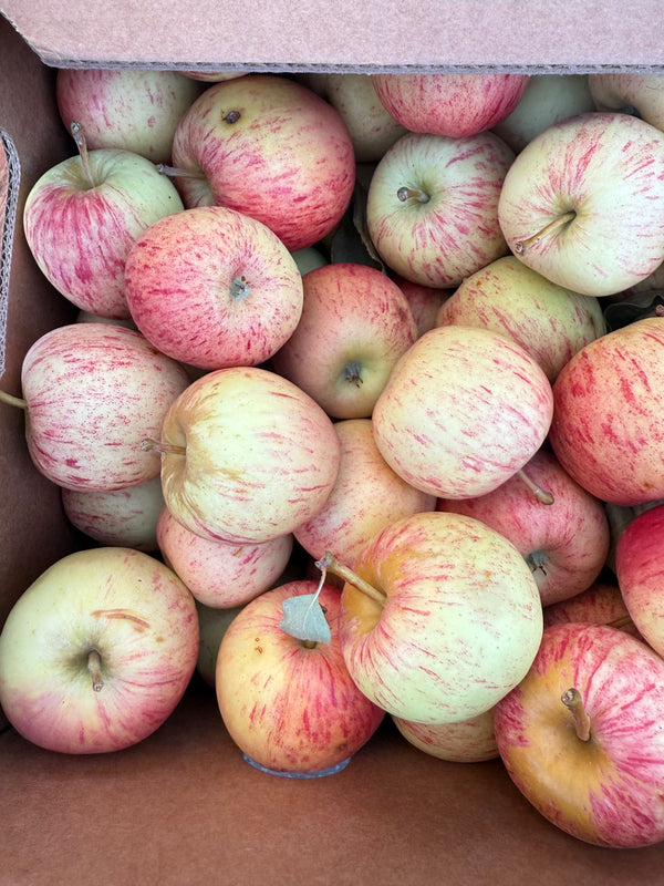 Gala Apples from See Canyon 2lbs