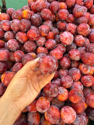 Fall Fiesta Pluot from Country Rhodes Farm 2lbs